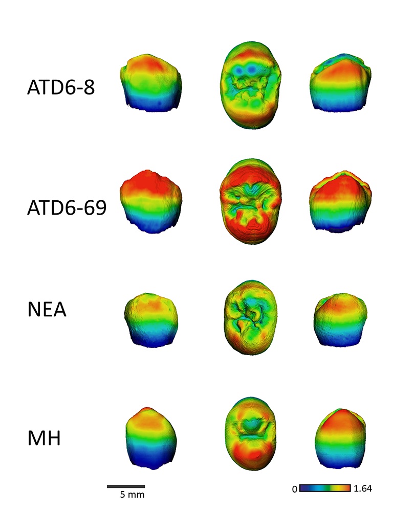 Cartografía del grosor del esmalte en dos premolares de Homo antecesor y su comparación con un neandertal (NEA) y un humano moderno (MH)/L. Martín-Frances