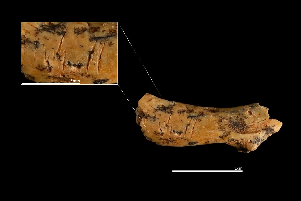 Restos de Homo antecessor recuperados en la unidad TD6 del yacimiento de la Gran Dolina de Atapuerca, con marcas de corte_Maria D. Guillén / IPHES-CERCA