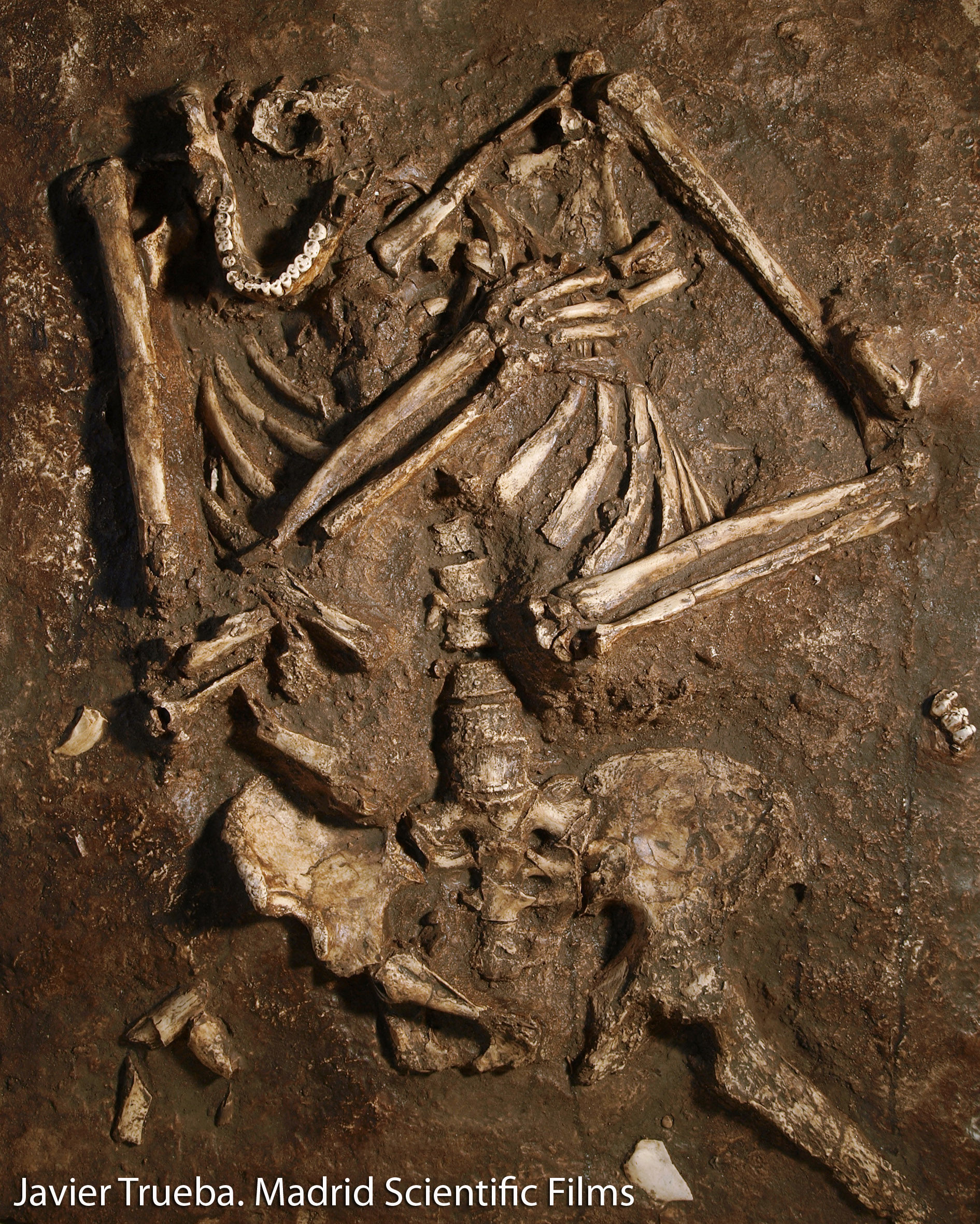 Replica of the Neanderthal skeleton Kebara 2 / Javier Trueba (Madrid Scientific Films)
