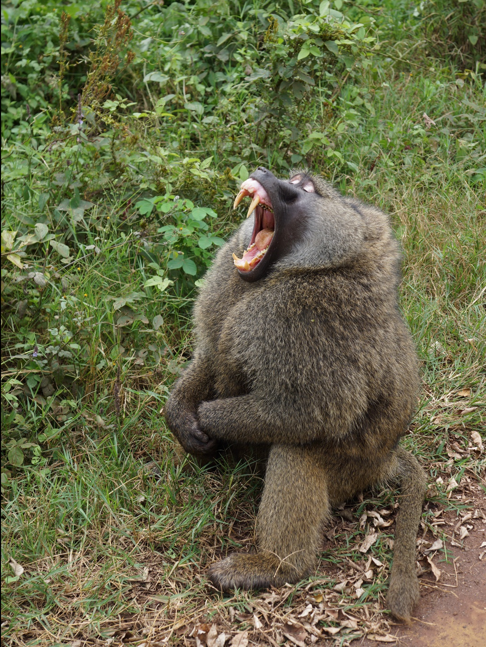 Babuino en el Parque nacional de Ngorongor (Tanzania)