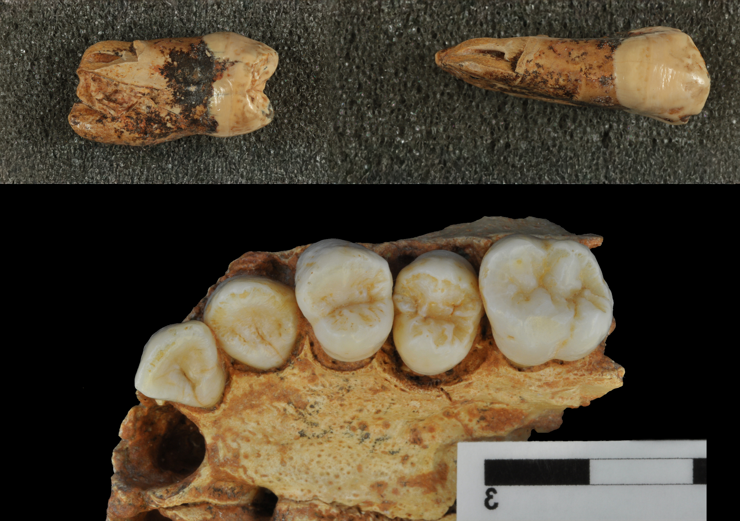 Homo antecessor premolars and maxilar