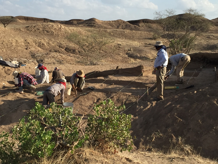Las excavaciones arqueológicas en los limos y arenas de grano fino de una antigua llanura de inundación han proporcionado herramientas de piedra y fósiles cuyas posiciones se han mantenido intactas durante más de 100.000 años, lo que aporta información clave sobre el entorno, las actividades y la anatomía de los Homo sapiens del Paleolítico Medio africano. | Foto © B. Asfaw y cortesía del proyecto de investigación Middle Awash.