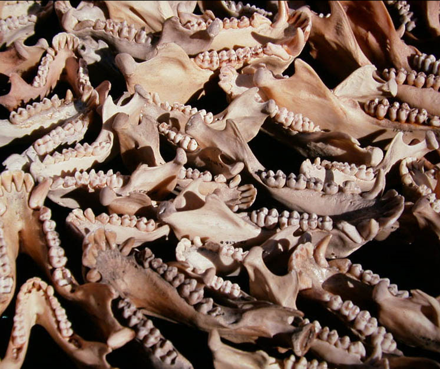 Teeth