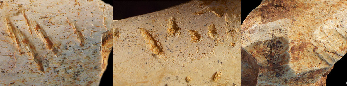 Cabecera Tafonomía