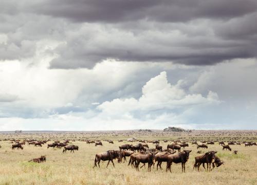 Manada de ñus en la sabana de Tanzania / Juan López Cantalapiedra