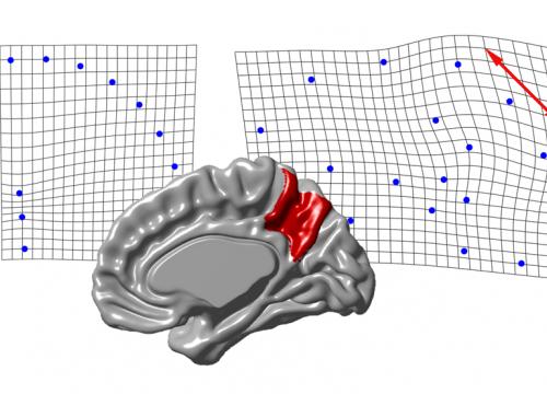 Morfologia del precúneo/E. Bruner et al 2020
