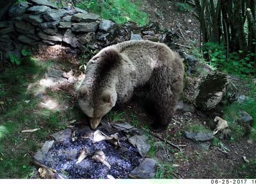 bear image by photo/video-trap (No Glow Infrared Trail cameras)