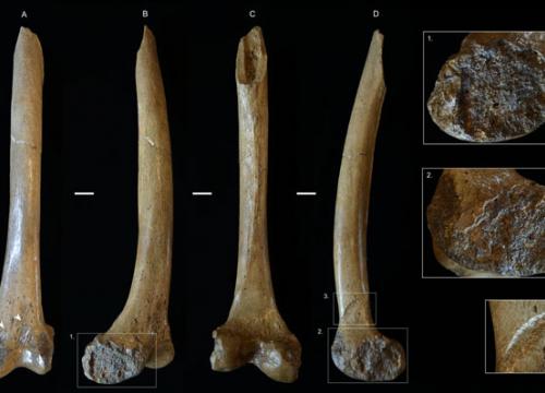 Neandertales devorados por carnívoros