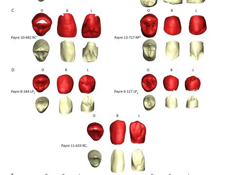 Restos dentales humanos recuperados en el yacimiento de Payre (Francia) incluidos en el estudio/Martín-Francés et al