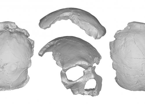 Cráneo de Florisbad/E. Bruner et al