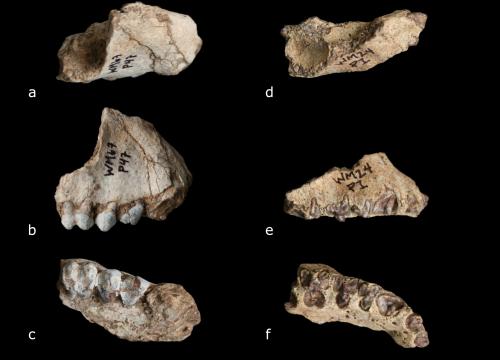 Maxillae of Kuseracolobus aramisi from Gona