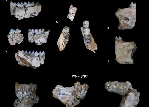 Mandibles of Kuseracolobus aramisi from Gona
