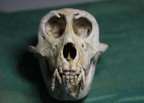 Cráneo de macaco japonés de especímenes conservados en el Instituto de Investigación de Primates de la Universidad de Kioto/ Ian Towle