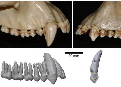 Caninos de chimpancé (arriba) y caninos de 'Ardipithecus ramidus/Suwa