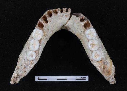 Mandible AT-1 from Sima de los Huesos/Mario Modesto