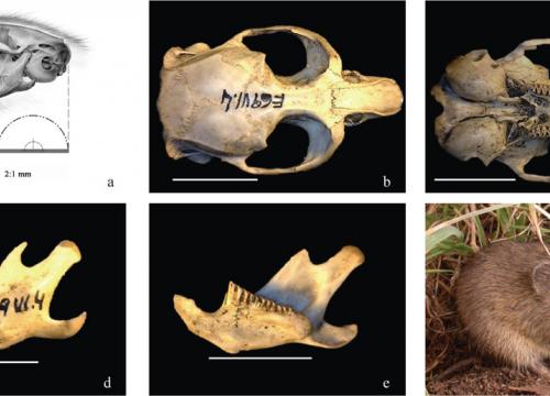 Microtus (iberomys)cabrerae_bescos et al (2014) Integrative Zoology