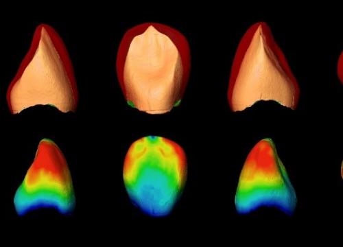 Modelos tridimensionales empleados en el estudio/Cecilia García Campos