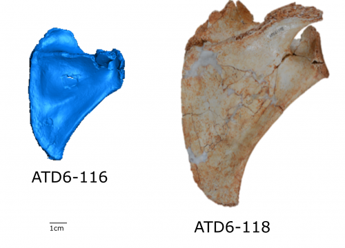 Escápula de H. antecessor/D. García Martínez et al