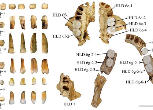 Huadonglong fossil teeth/Wu, X. et al