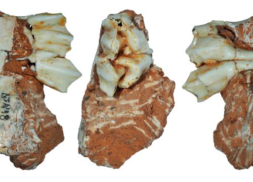  Reindeer fossilized tooth/Van der Made et al
