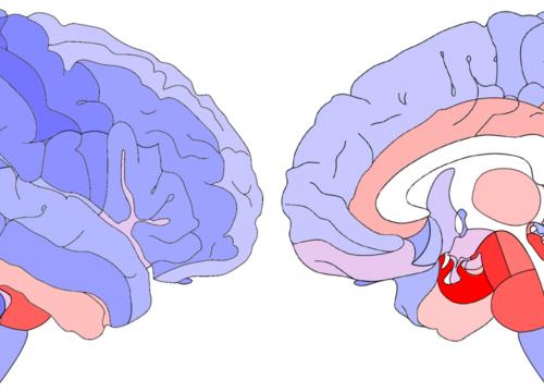 Mapas de centralidad de diferentes elementos cerebrales/Schuurman et al