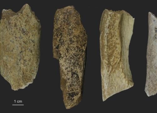Algunos de los especímenes óseos muestreados seleccionados para el análisis paleoproteómico en Cova Eirós