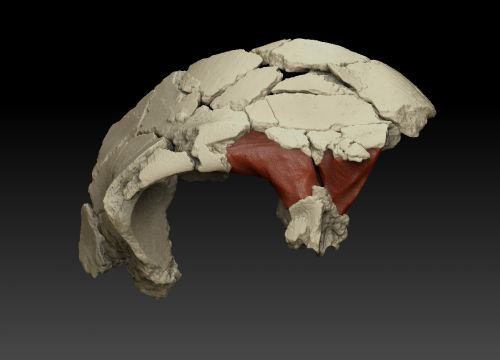 Ejemplar ATD6-15 de Homo antecessor/Elena Santos