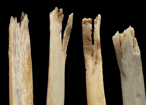 Wild carnivores are a key element to interpreting the past