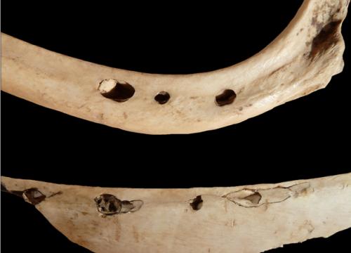 Wild carnivores are a key element to interpreting the past