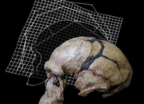 Científicos del CENIEH presentan sus trabajos de investigación sobre Paleobiología en Estados Unidos