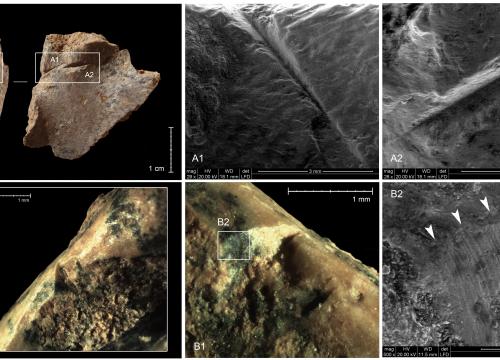 Turtles were complementary food for humans 400,000 years ago