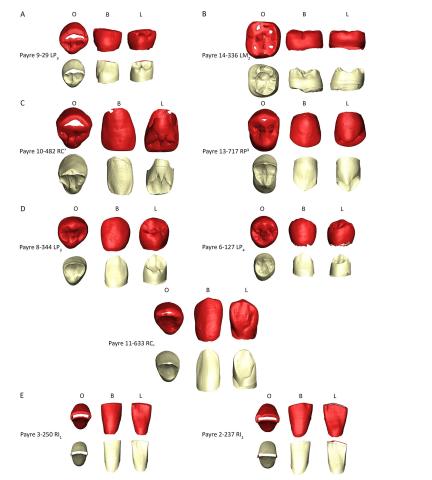 Restos dentales humanos recuperados en el yacimiento de Payre (Francia) incluidos en el estudio/Martín-Francés et al