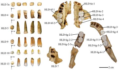 Dientes fósiles de Huadonglong/Wu, X. et al