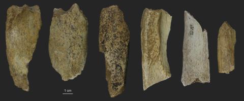 Algunos de los especímenes óseos muestreados seleccionados para el análisis paleoproteómico en Cova Eirós / 
