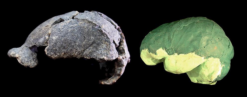 El cerebro del fósil de Homo erectus con menor capacidad craneal