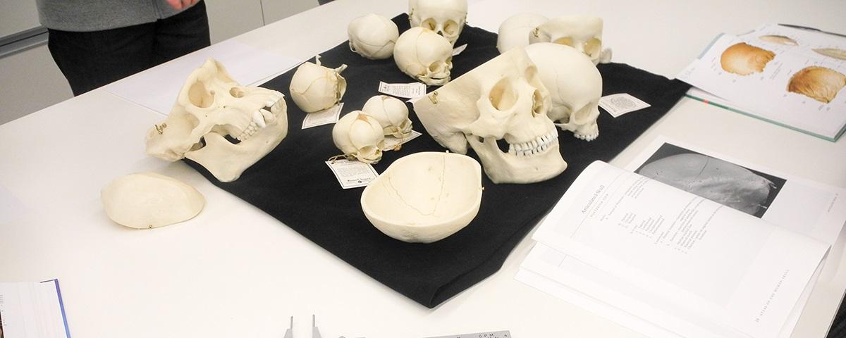 Carrusel - Investigación 1