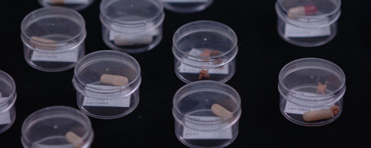 Paleobiology
