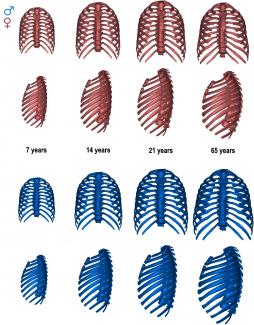 Men thorax in blue and women thorax in red/García Martínez et al Men thorax in blue and women thorax in red/García Martínez et al