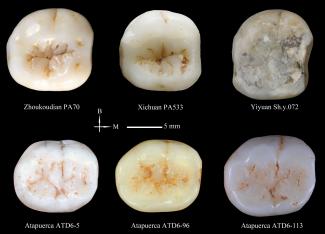 Segundos molares inferiores de 'Homo antecessor' y 'Homo erectus' de China/Mario Modest Segundos molares inferiores de 'Homo antecessor' y 'Homo erectus' de China/Mario Modesto y Xing Song