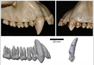 Common chimpanzees canines (top) and 'Ardipithecus ramidus' canines (bottom)/Suwa Common chimpanzees canines (top) and 'Ardipithecus ramidus' canines (bottom)/Suwa