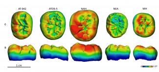 Distribution of enamel thickness in an upper molar from Sima de los Huesos compared with H. antecessor, Neanderthal and modern human /Martín-Francés et al