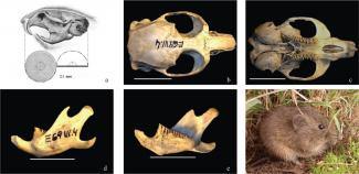 Microtus (iberomys)cabrerae_bescos et al (2014) Integrative Zoology Microtus (iberomys)cabrerae_bescos et al (2014) Integrative Zoology