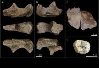 Hominin remains from the MLP area Hominin remains from the MLP area