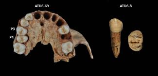 Tres de los siete premolares pertenecientes a Homo antecessor analizados en este estudio/Laura Martín-Francés