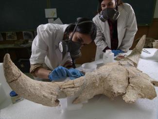 Moment in the restoration laboratory of one of the skulls from Cueva-Des-Cubierta/Javier Trueba