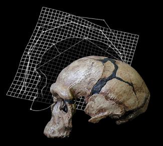 Científicos del CENIEH presentan sus trabajos de investigación sobre Paleobiología en Estados Unidos