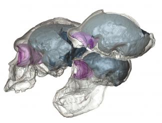 La evolución de los lóbulos frontales depende de la geometría craneal, y no solo de cambios cerebrales