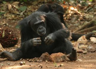 First GIS Analysis of Modern Stone Tools Used by Wild Chimpanzees