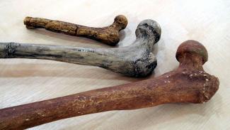 Estatura y peso evolucionan a diferentes ritmos en el género 'Homo'