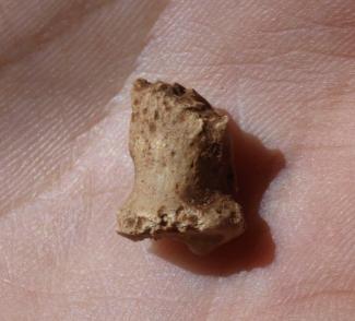 Photographer: Javier Trueba First publication confirming the existence of Neanderthals at Atapuerca
